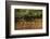 Tree Roots on Riverbank, Northern Pantanal, Mato Grosso, Brazil-Pete Oxford-Framed Photographic Print