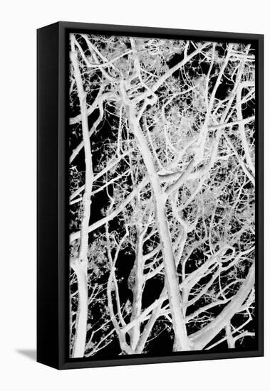 Tree Scatter-Karyn Millet-Framed Premier Image Canvas