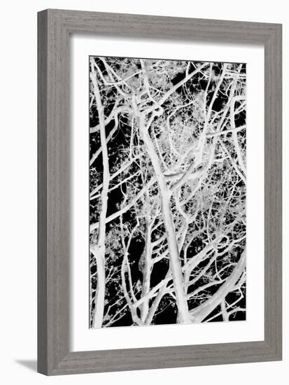 Tree Scatter-Karyn Millet-Framed Photographic Print