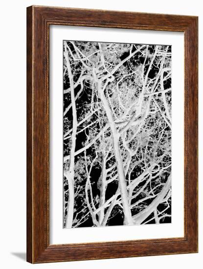 Tree Scatter-Karyn Millet-Framed Photographic Print