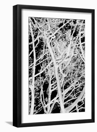 Tree Scatter-Karyn Millet-Framed Photographic Print