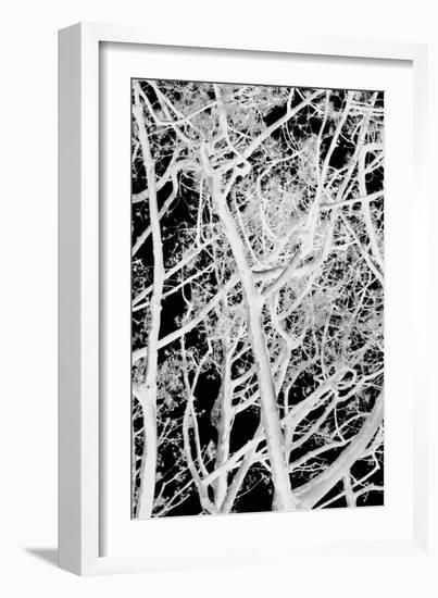 Tree Scatter-Karyn Millet-Framed Photographic Print