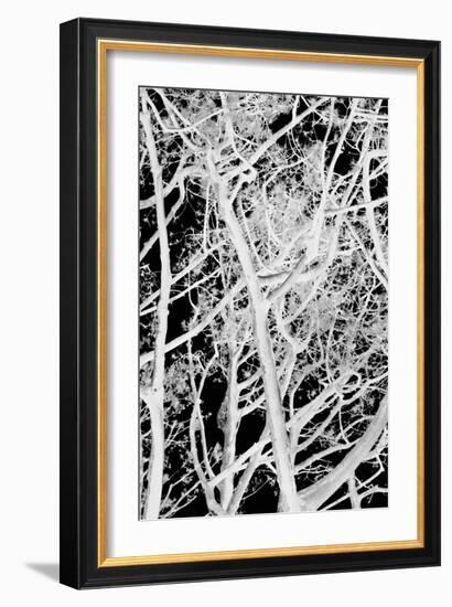 Tree Scatter-Karyn Millet-Framed Photographic Print