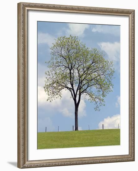 Tree Seasons I-Bill Coleman-Framed Giclee Print