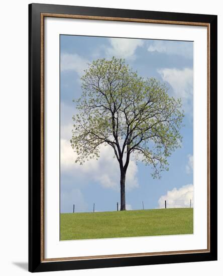 Tree Seasons I-Bill Coleman-Framed Giclee Print