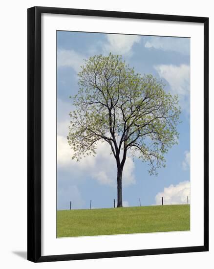 Tree Seasons I-Bill Coleman-Framed Giclee Print