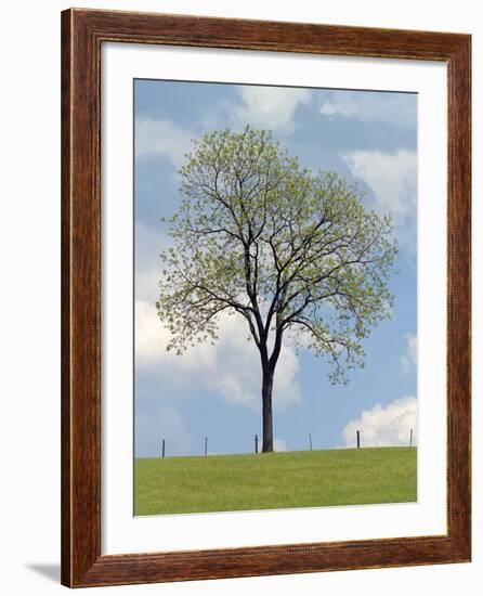 Tree Seasons I-Bill Coleman-Framed Giclee Print