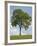 Tree Seasons II-Bill Coleman-Framed Giclee Print