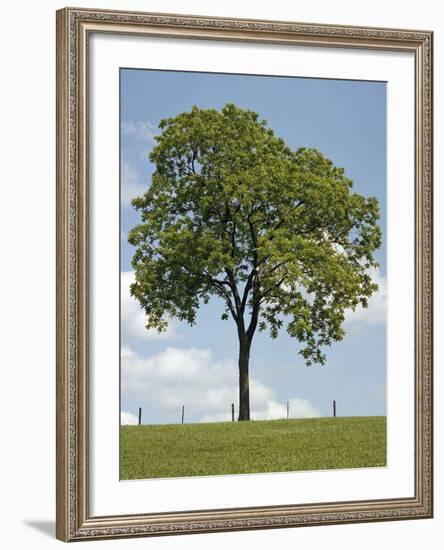 Tree Seasons II-Bill Coleman-Framed Giclee Print