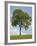 Tree Seasons II-Bill Coleman-Framed Giclee Print