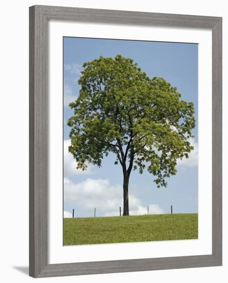 Tree Seasons II-Bill Coleman-Framed Giclee Print