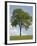 Tree Seasons II-Bill Coleman-Framed Giclee Print