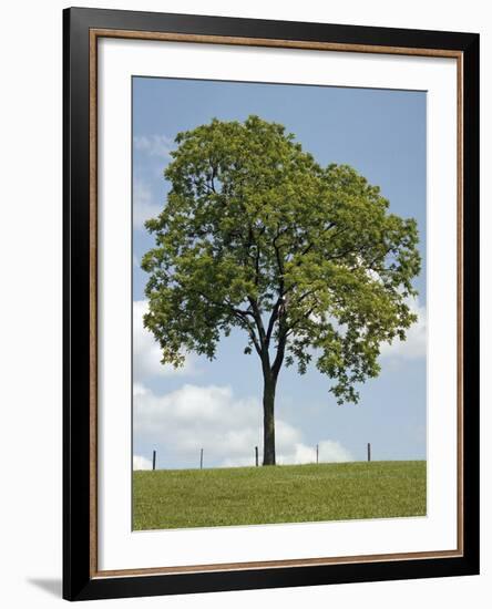 Tree Seasons II-Bill Coleman-Framed Giclee Print