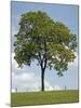Tree Seasons II-Bill Coleman-Mounted Giclee Print