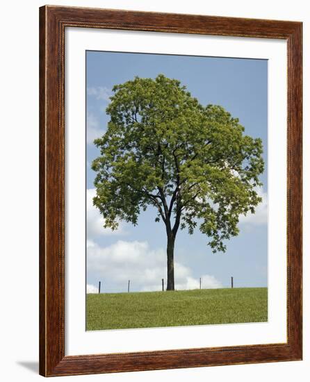 Tree Seasons II-Bill Coleman-Framed Giclee Print