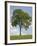 Tree Seasons II-Bill Coleman-Framed Giclee Print