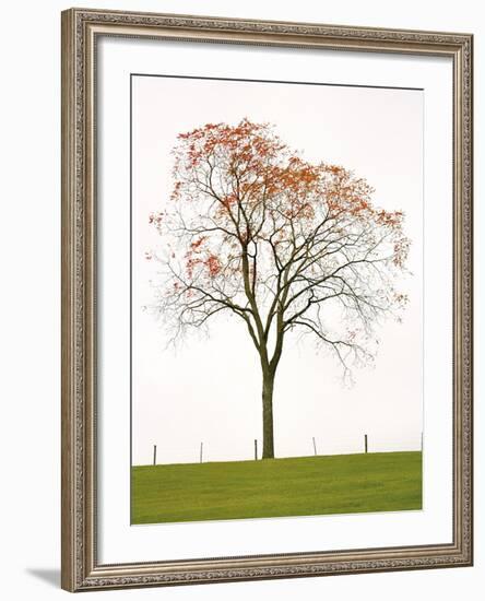 Tree Seasons III-Bill Coleman-Framed Giclee Print