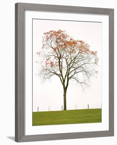 Tree Seasons III-Bill Coleman-Framed Giclee Print