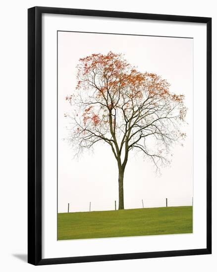 Tree Seasons III-Bill Coleman-Framed Giclee Print