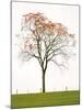 Tree Seasons III-Bill Coleman-Mounted Giclee Print
