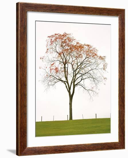 Tree Seasons III-Bill Coleman-Framed Giclee Print