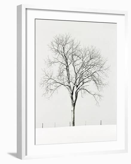 Tree Seasons IV-Bill Coleman-Framed Giclee Print