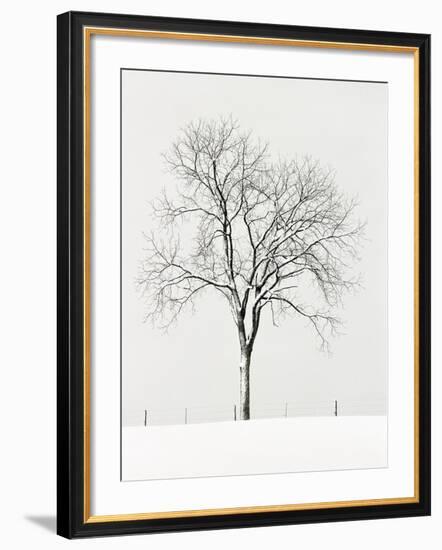 Tree Seasons IV-Bill Coleman-Framed Giclee Print