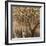 Tree Shade-Tim O'toole-Framed Giclee Print