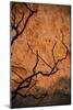 Tree Shadow on Red Rock-dlphoto6-Mounted Photographic Print
