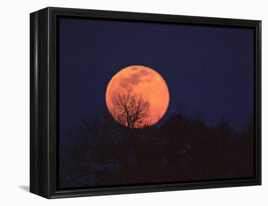 Tree Silhouetted Against Full Moon, Arizona, USA-Charles Sleicher-Framed Premier Image Canvas