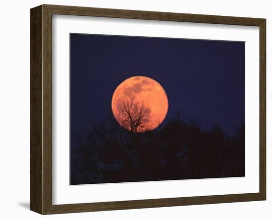 Tree Silhouetted Against Full Moon, Arizona, USA-Charles Sleicher-Framed Photographic Print