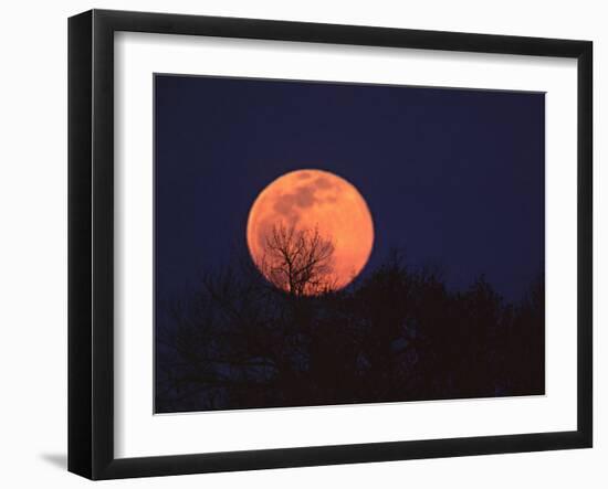 Tree Silhouetted Against Full Moon, Arizona, USA-Charles Sleicher-Framed Photographic Print