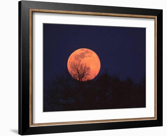 Tree Silhouetted Against Full Moon, Arizona, USA-Charles Sleicher-Framed Photographic Print