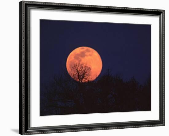 Tree Silhouetted Against Full Moon, Arizona, USA-Charles Sleicher-Framed Photographic Print