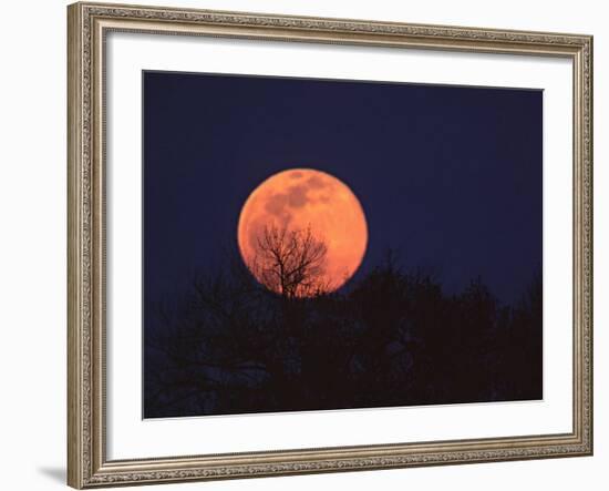 Tree Silhouetted Against Full Moon, Arizona, USA-Charles Sleicher-Framed Photographic Print