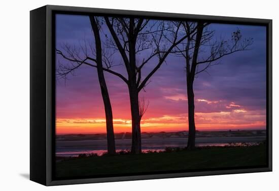 Tree Silhouettes at Sunrise, Maine Coast-Vincent James-Framed Premier Image Canvas