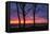 Tree Silhouettes at Sunrise, Maine Coast-Vincent James-Framed Premier Image Canvas