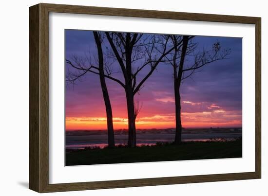 Tree Silhouettes at Sunrise, Maine Coast-Vincent James-Framed Photographic Print