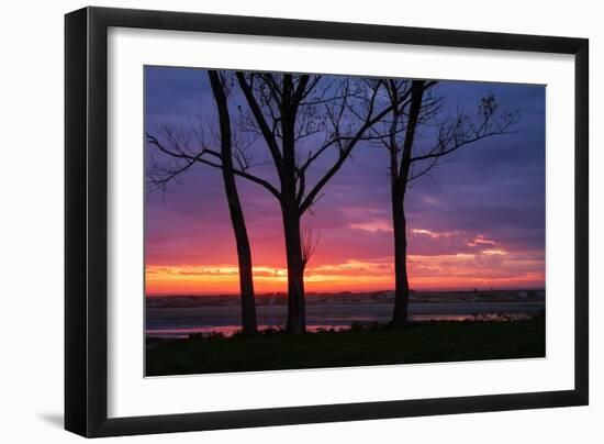 Tree Silhouettes at Sunrise, Maine Coast-Vincent James-Framed Photographic Print