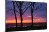 Tree Silhouettes at Sunrise, Maine Coast-Vincent James-Mounted Photographic Print