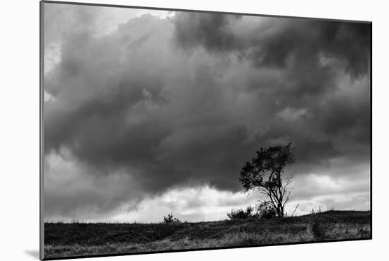 Tree Sillouette-Brenda Petrella Photography LLC-Mounted Giclee Print