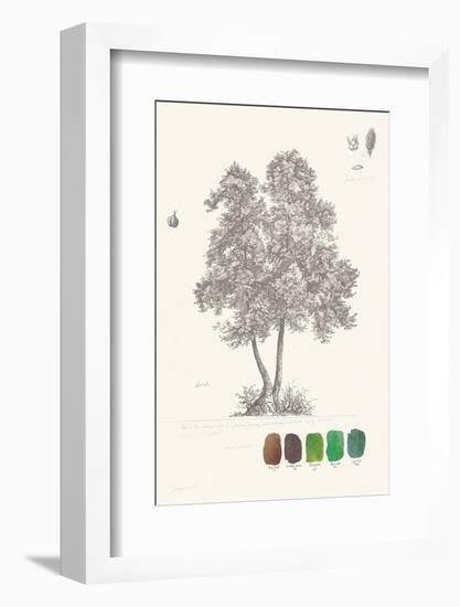Tree Sketch - Birch-Maria Mendez-Framed Art Print
