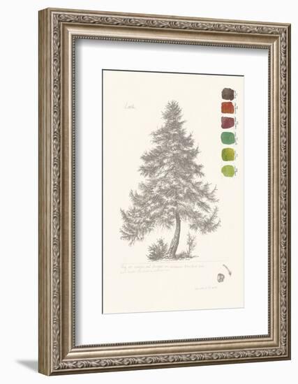 Tree Sketch - Larch-Maria Mendez-Framed Art Print