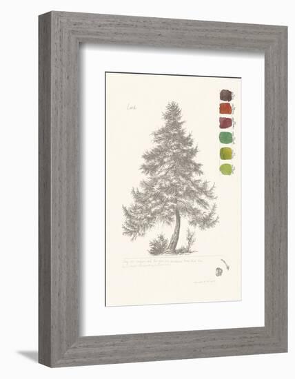 Tree Sketch - Larch-Maria Mendez-Framed Art Print