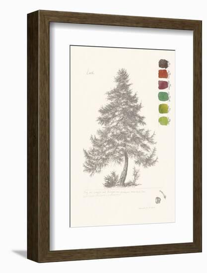 Tree Sketch - Larch-Maria Mendez-Framed Art Print