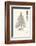 Tree Sketch - Larch-Maria Mendez-Framed Art Print