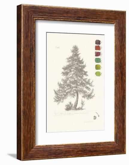 Tree Sketch - Larch-Maria Mendez-Framed Art Print