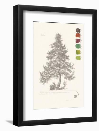 Tree Sketch - Larch-Maria Mendez-Framed Art Print