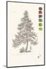 Tree Sketch - Larch-Maria Mendez-Mounted Art Print