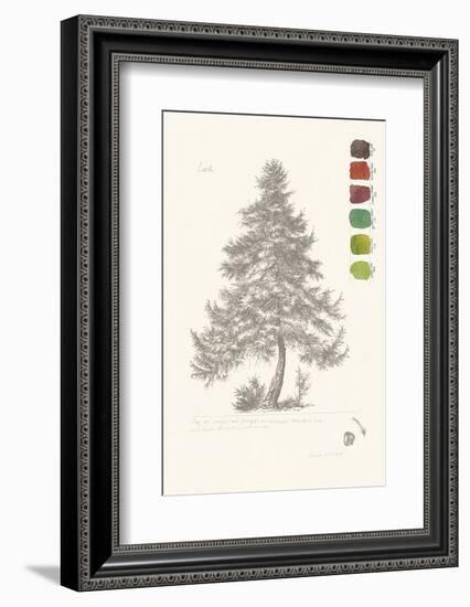 Tree Sketch - Larch-Maria Mendez-Framed Art Print